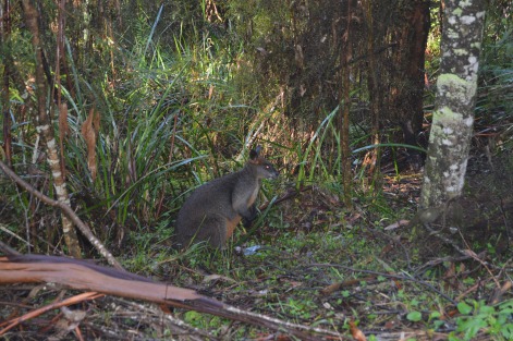 wallaby at dandenong ranges