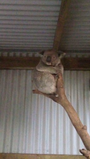 melbourne farm koala