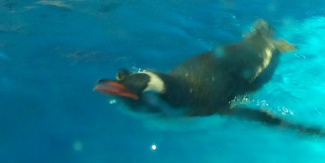 Ocean Park Penguin