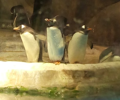 Ocean Park Penguin