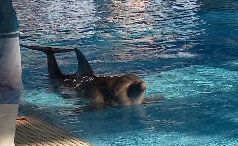 Ocean Park Dolphin