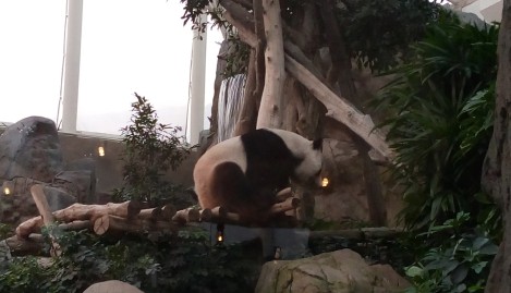 Ocean Park Panda