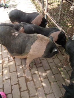 小澤農場 - 豬