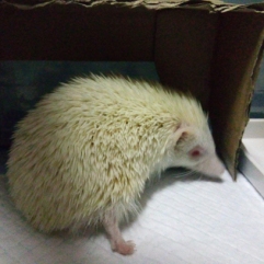 白色刺蝟white hedgehog