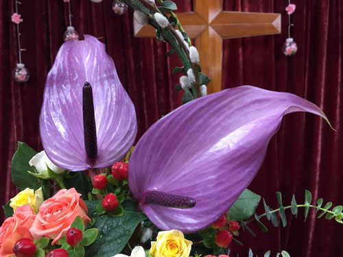 教會插花 紫掌